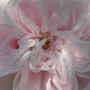 Róże ogrodowe - róża stulistna „Rose de Meaux” - różowy  - Rosa  Fantin-Latour - róża z intensywnym zapachem - Edward A. Bunyard - Ta odmiana róży prawie nie posiadająca kolców znosi także miejsca bardziej zacienione.